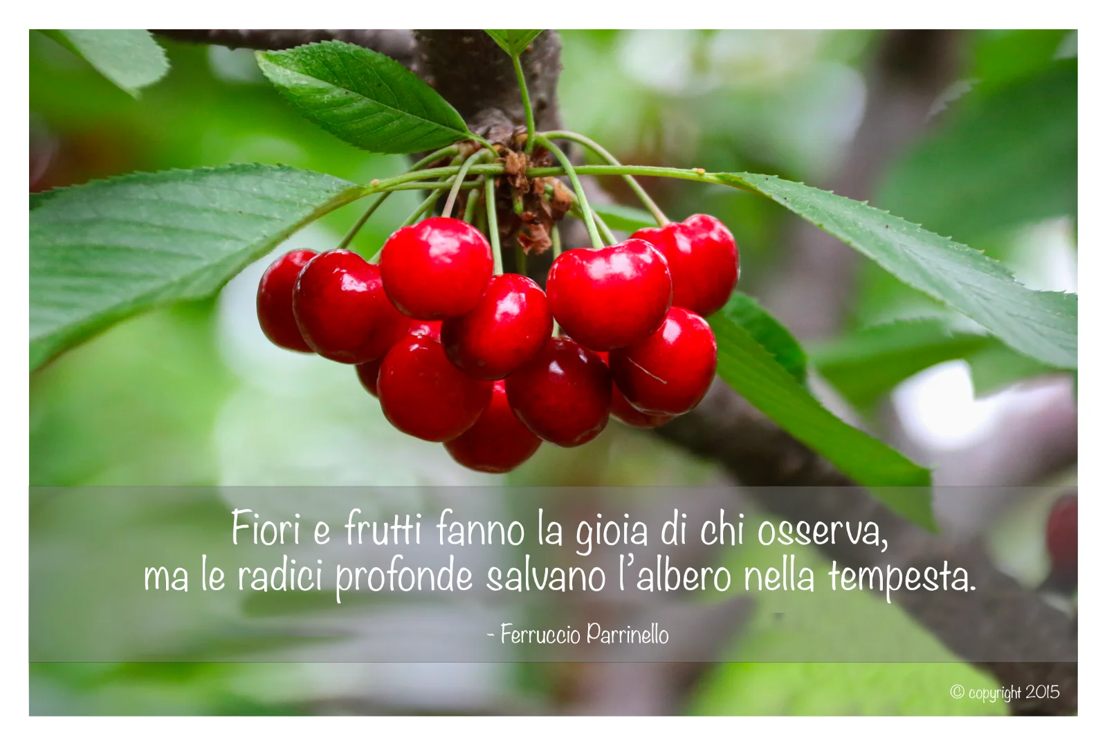 Aforisma di Ferruccio Parrinello