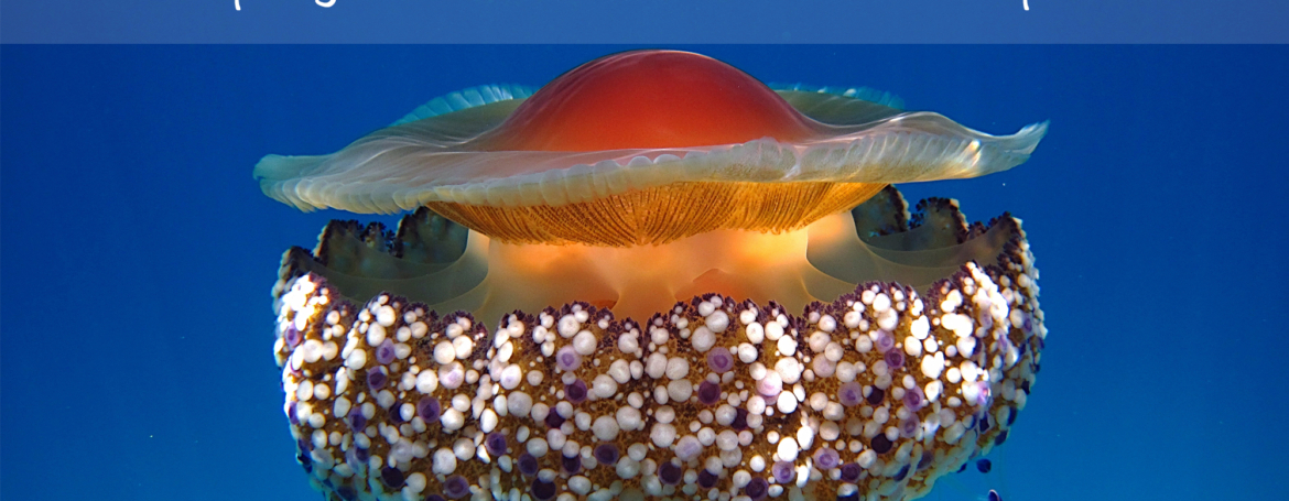 Il pregiudizio e la medusa Cassiopea